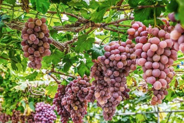 无公害水果的增甜方法,增施腐熟的有机肥是重要措施