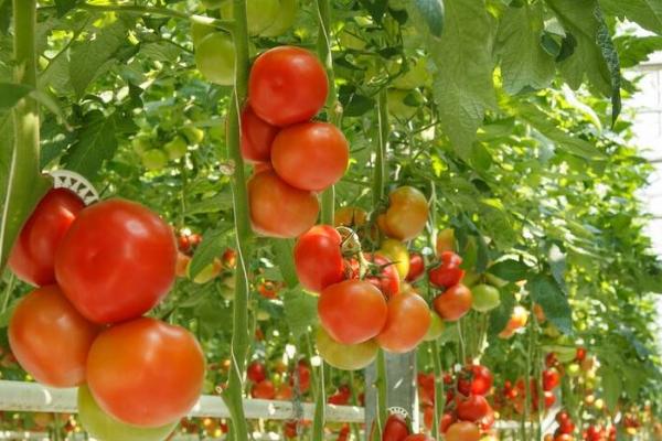 无公害水果的增甜方法,增施腐熟的有机肥是重要措施