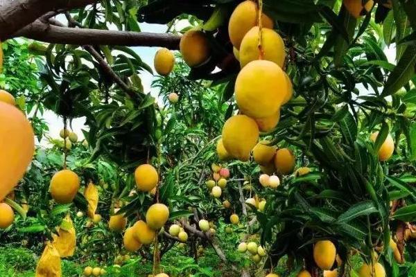 无公害水果的增甜方法,增施腐熟的有机肥是重要措施