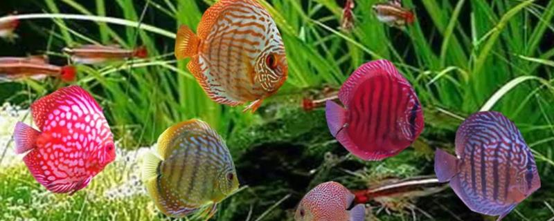 七彩神仙鱼身上为什么起白点