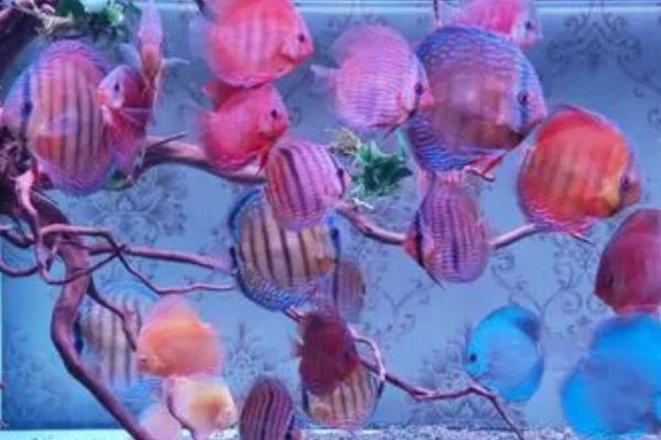 七彩神仙鱼身上为什么起白点,可能是患有白点病或水霉病