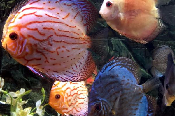 七彩神仙鱼身上为什么起白点,可能是患有白点病或水霉病