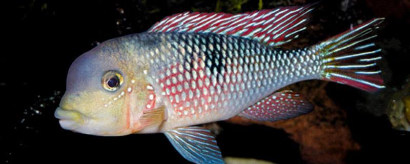 炮弹七彩宝石鱼好不好养