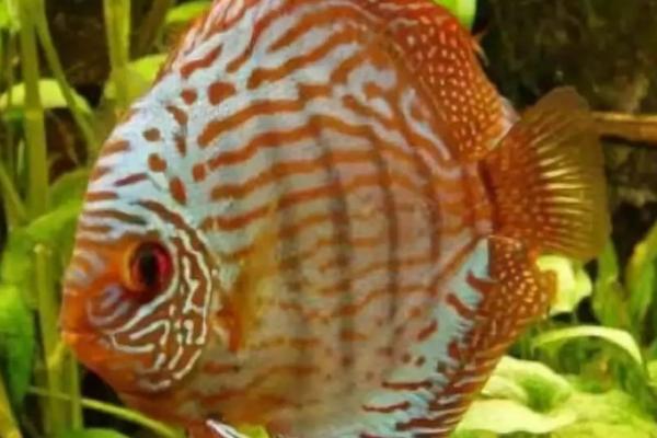 炮弹七彩宝石鱼好不好养,对水质的要求不严格、比较容易饲养