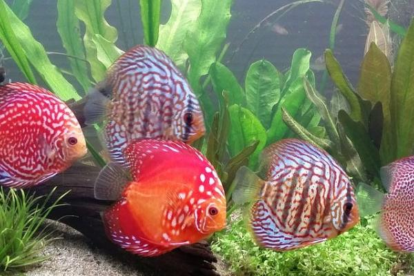 炮弹七彩宝石鱼好不好养,对水质的要求不严格、比较容易饲养