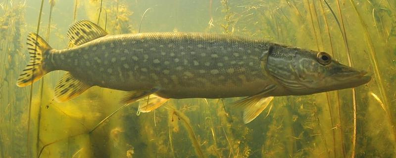 狗鱼能不能养殖