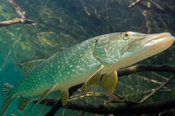 狗鱼能不能养殖,可以养殖但要注意保持水深