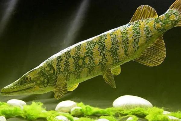 狗鱼能不能养殖,可以养殖但要注意保持水深