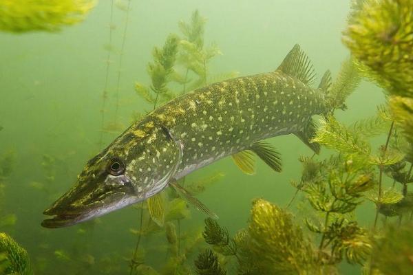 狗鱼能不能养殖,可以养殖但要注意保持水深