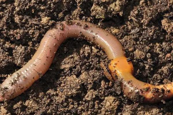 用哪种饵料打窝能吸引大鲫鱼,通常可以使用酒米、酒糟等饵料