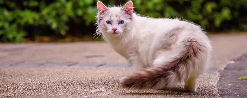 猫咪为什么会空嚼