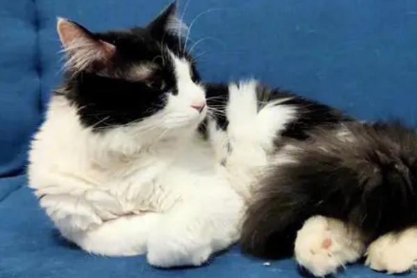 猫咪为什么会空嚼,可能是牙齿上面有异物