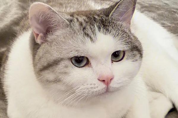 猫咪为什么会空嚼,可能是牙齿上面有异物