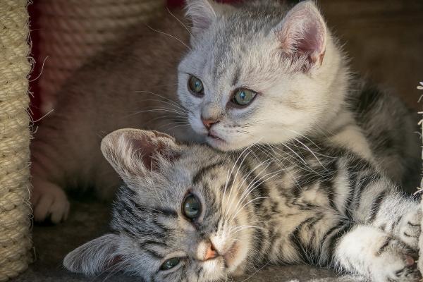 猫咪为什么会空嚼,可能是牙齿上面有异物