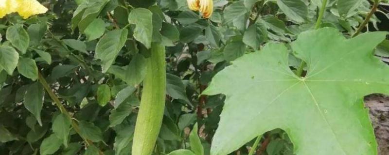 春丝瓜怎么管理