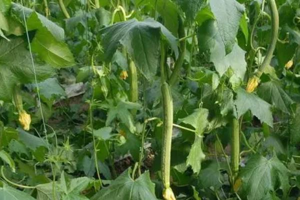 春丝瓜怎么管理,长出一定数量的叶片时要留瓜摘心