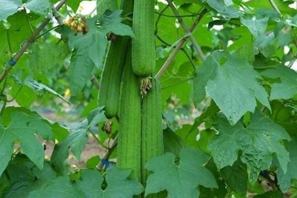 春丝瓜怎么管理,长出一定数量的叶片时要留瓜摘心