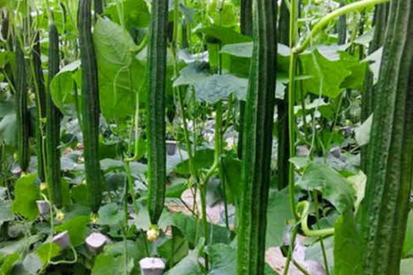 春丝瓜怎么管理,长出一定数量的叶片时要留瓜摘心