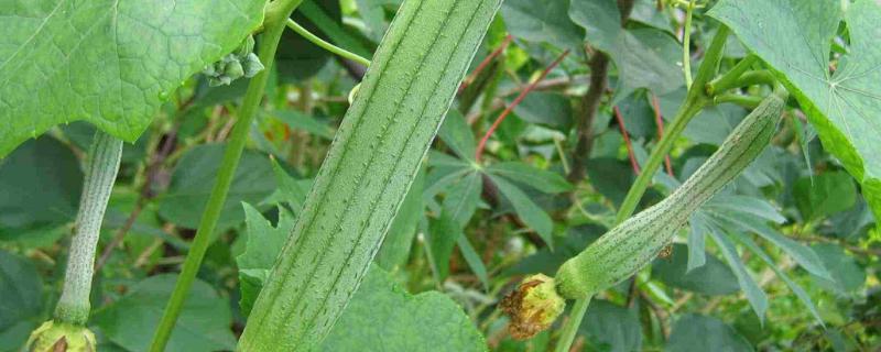 丝瓜的生长期