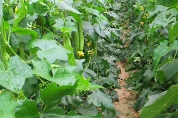 丝瓜的生长期,大概为50-65天左右