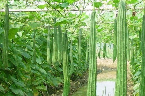 丝瓜的生长期,大概为50-65天左右