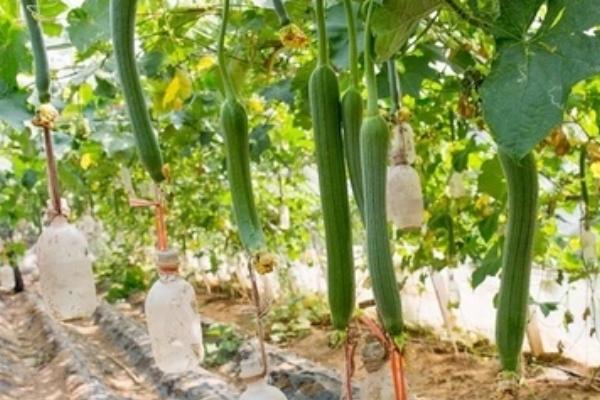 丝瓜的生长期,大概为50-65天左右