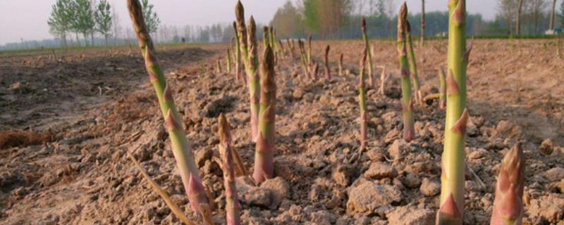 秋天怎么管理芦笋