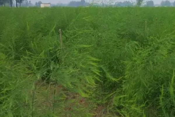 秋天怎么管理芦笋,重施秋肥,促茎旺发