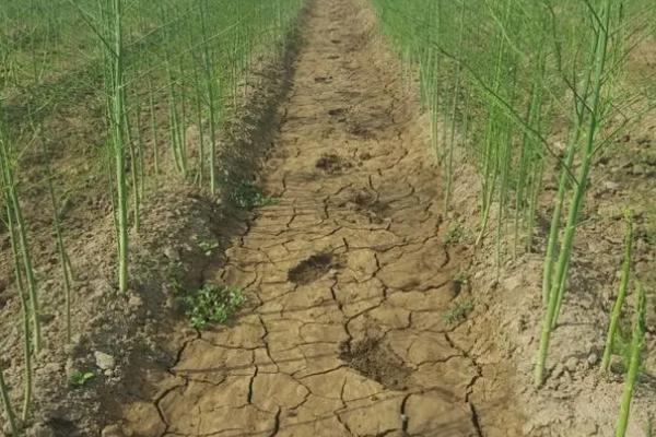 秋天怎么管理芦笋,重施秋肥,促茎旺发