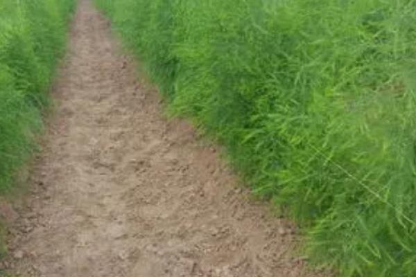 秋天怎么管理芦笋,重施秋肥,促茎旺发