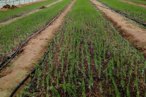 秋天怎么管理芦笋,重施秋肥,促茎旺发