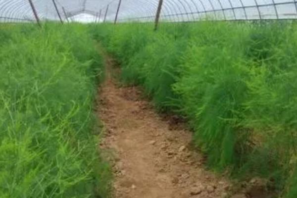 秋天怎么管理芦笋,重施秋肥,促茎旺发