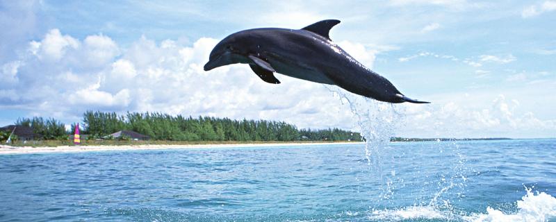 海豚和鲨鱼谁厉害