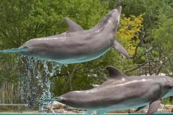 海豚和鲨鱼谁厉害,需要看具体的情况