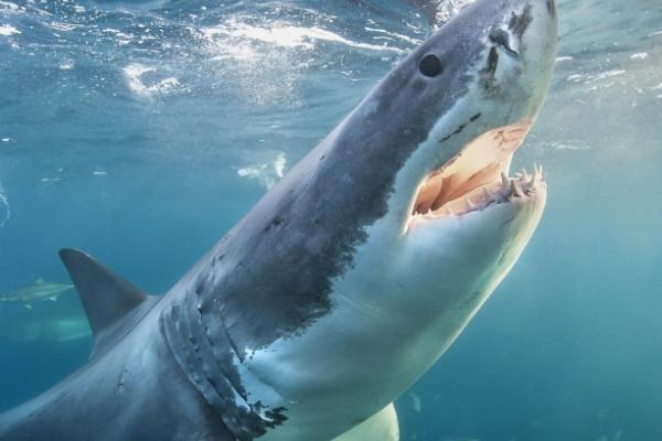 海豚和鲨鱼谁厉害,需要看具体的情况