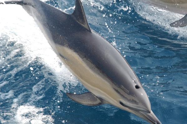 海豚和鲨鱼谁厉害,需要看具体的情况