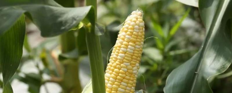如何用大垄双行地膜覆盖方法种植玉米