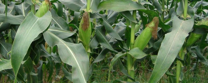 甜玉米的种植要点