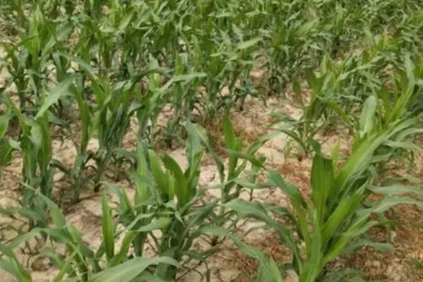 甜玉米的种植要点,需要和普通玉米隔离栽种