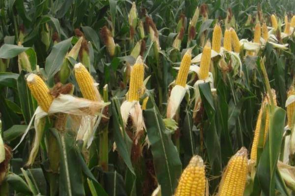 甜玉米的种植要点,需要和普通玉米隔离栽种