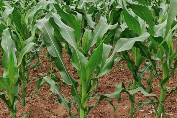 甜玉米的种植要点,需要和普通玉米隔离栽种