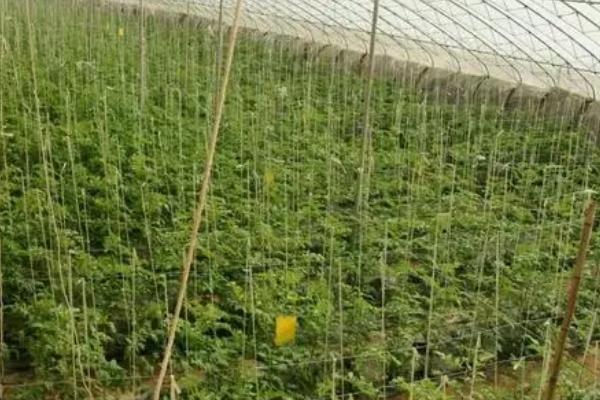 怎么对蔬菜使用烟熏剂,吊在蔬菜上方50厘米处、然后点燃即可