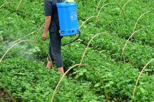 怎么对蔬菜使用烟熏剂,吊在蔬菜上方50厘米处、然后点燃即可