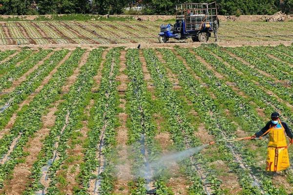 怎么对蔬菜使用烟熏剂,吊在蔬菜上方50厘米处、然后点燃即可