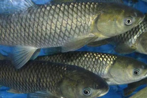 草鱼有牙齿吗,草鱼的牙齿被叫做咽喉齿