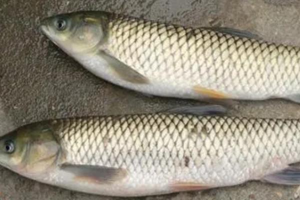 草鱼有牙齿吗,草鱼的牙齿被叫做咽喉齿