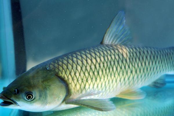 草鱼有牙齿吗,草鱼的牙齿被叫做咽喉齿