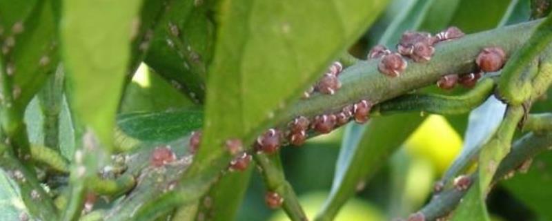 怎么防治介壳虫