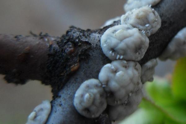 怎么防治介壳虫,可喷施阿维菌素+螺虫乙酯悬浮剂