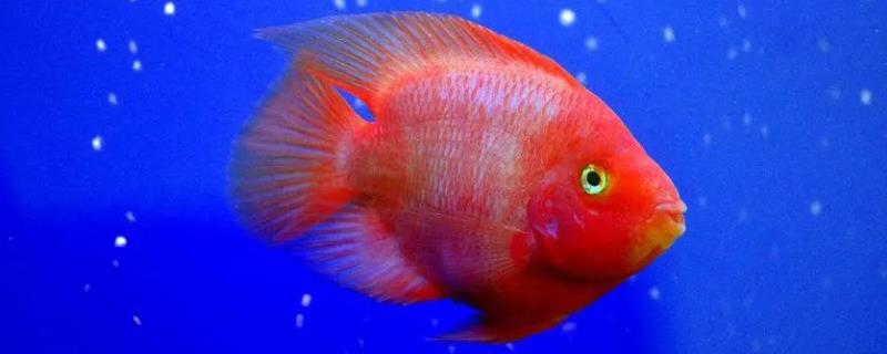 鹦鹉鱼产卵了如何处理